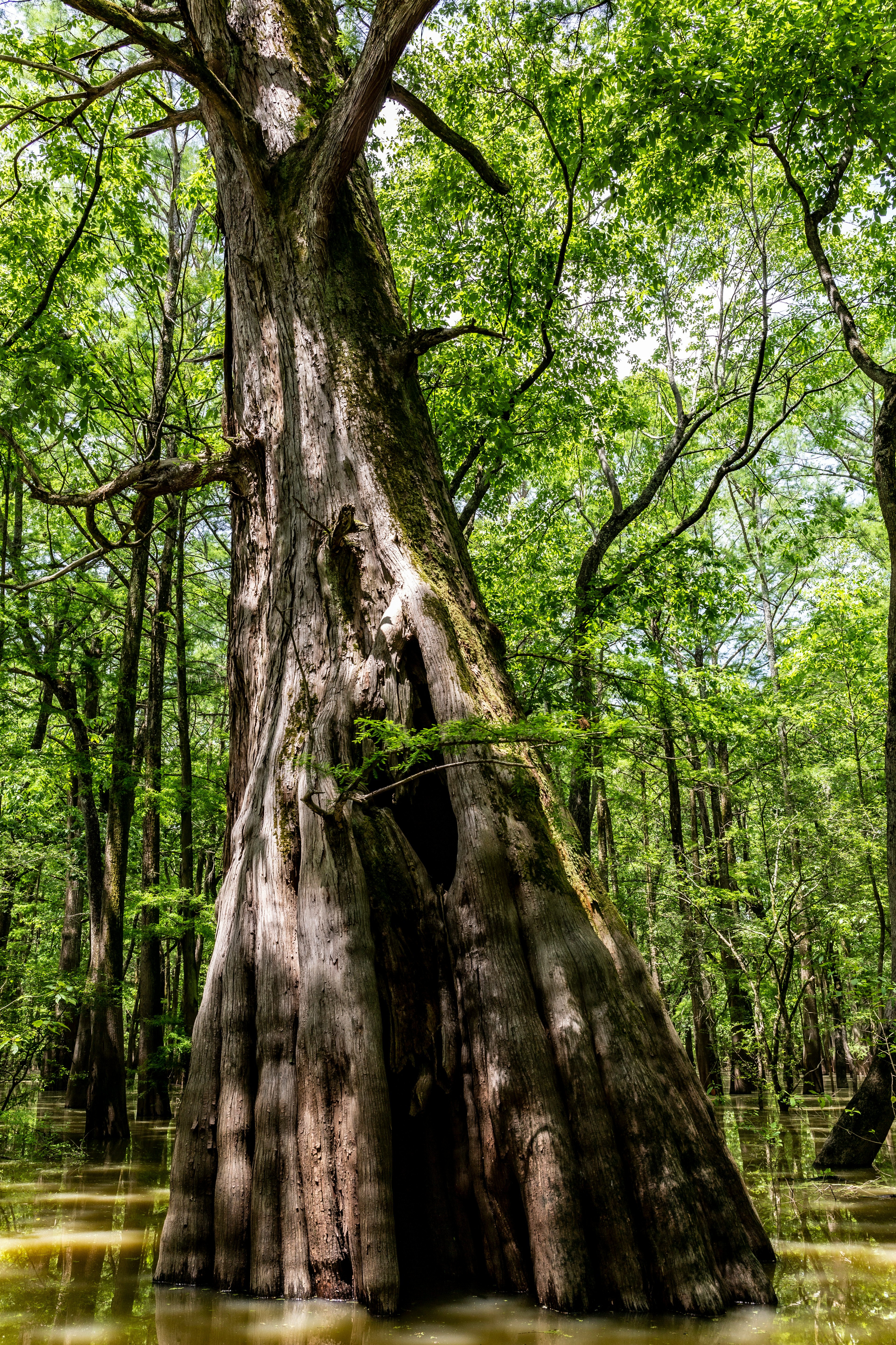 brown tree trunk during daytime